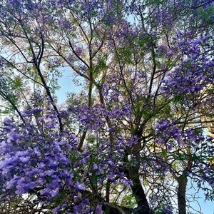 Meet your Posher, Tallulah